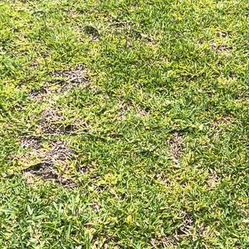 Photo of the plant species Field Burrweed by @SharpOakfern93 named ChloroPhil on Greg, the plant care app