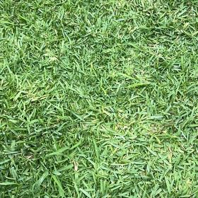 Photo of the plant species Kikuyugrass by @SharpOakfern93 named Madonna on Greg, the plant care app