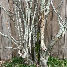 Photo of the plant species Persian Lilac by @SharpOakfern93 named Messi on Greg, the plant care app