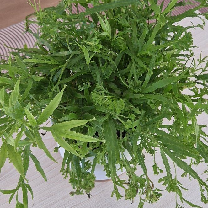 Photo of the plant species Cretan Brake Fern by @VipBogarum45 named Forrest on Greg, the plant care app