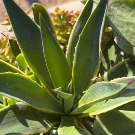 Photo of the plant species Caribbean Agave by @ZarfDeathcap70 named Anne on Greg, the plant care app