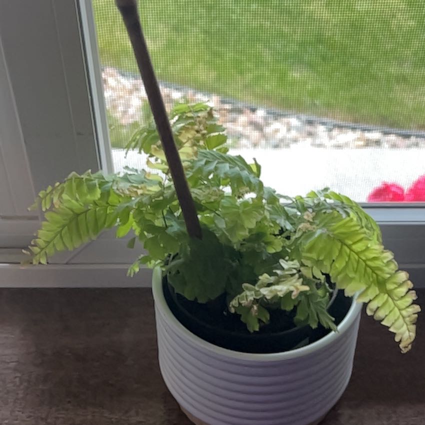Photo of the plant species Northern Maidenhair Fern by @QuickCoconut79 named Lavender on Greg, the plant care app