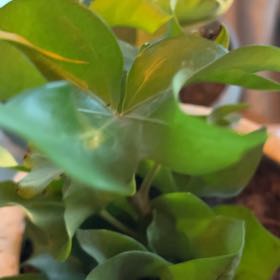 Photo of the plant species Surinam Cherry by @WarmBegonia11 named Morgan Treeman on Greg, the plant care app