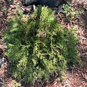 Photo of the plant species Bastard Cedar by @WarmBegonia11 named da Vinci on Greg, the plant care app