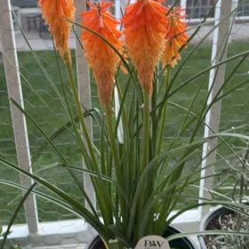 Photo of the plant species Kniphofia 'Orange Blaze' by @FineHoyaburma22 named Scarlett on Greg, the plant care app