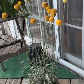 Photo of the plant species Craspedia 'Golf Beauty' by @FineHoyaburma22 named Leonardo on Greg, the plant care app