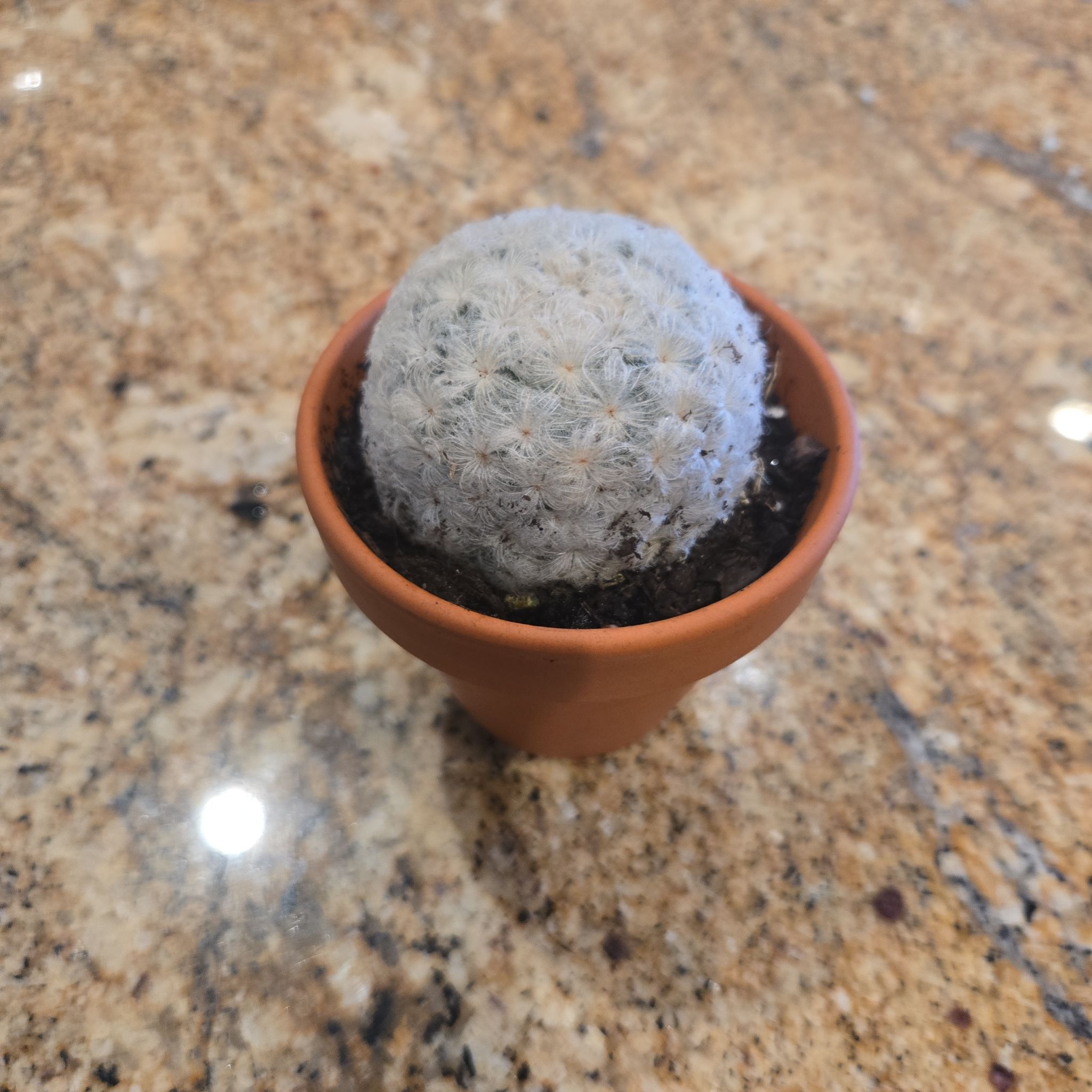 Photo of the plant species feather cactus by @FlashyChisme18 named Maujorie on Greg, the plant care app