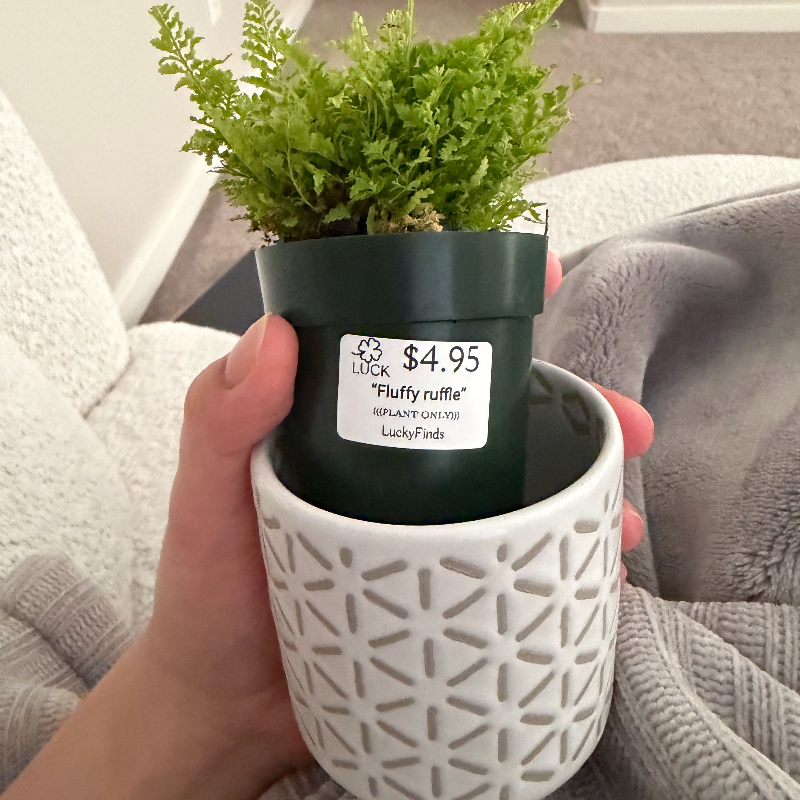 Photo of the plant species fluffy ruffle fern by @PrudentRedlog62 named Queen on Greg, the plant care app