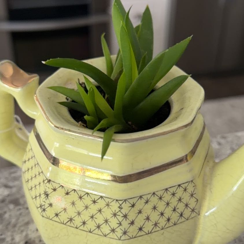 Photo of the plant species Black Aloe by @PrudentRedlog62 named ChloroPhil on Greg, the plant care app