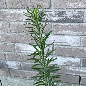 Photo of the plant species Daisy by @UpliftedLilac78 named Shakira on Greg, the plant care app
