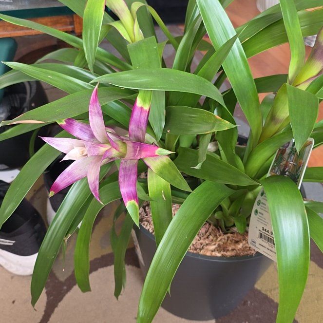 Photo of the plant species Bromeliad by @VaultingSalsa22 named Kobe on Greg, the plant care app