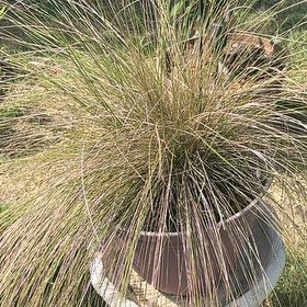 Photo of the plant species Texas Sacahuista by @SisterBlinks named ChloroPhil on Greg, the plant care app