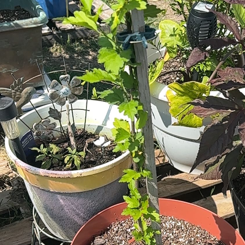 Photo of the plant species Korean Hibiscus by @SisterBlinks named Willow on Greg, the plant care app