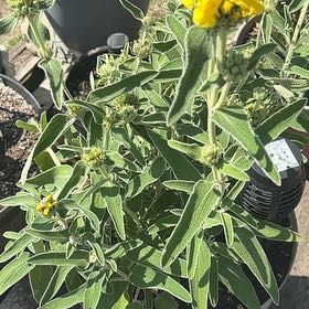 Photo of the plant species Jerusalem Sage by @SisterBlinks named Girlfrond on Greg, the plant care app