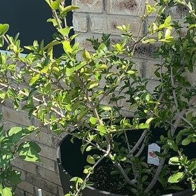 Photo of the plant species Yaupon by @SisterBlinks named Sahara on Greg, the plant care app