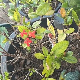 Photo of the plant species Flame of the Woods by @SisterBlinks named Anne on Greg, the plant care app