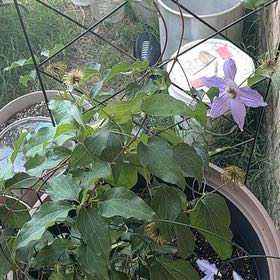 Photo of the plant species Italian Leather Flower by @SisterBlinks named Prince on Greg, the plant care app