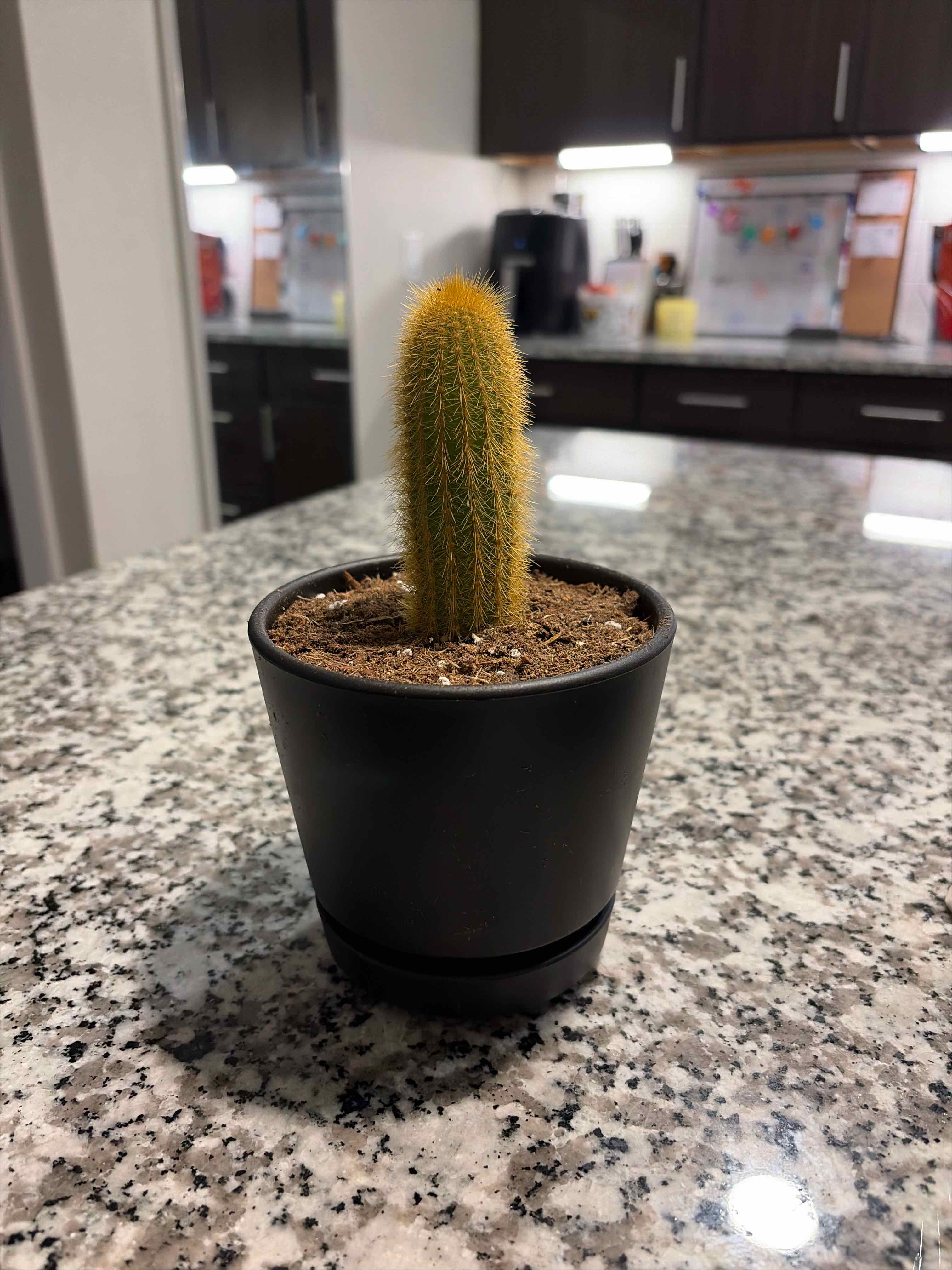 Photo of the plant species El 3in Cacti Asst by @FunnyUrnplant0 named Terra on Greg, the plant care app