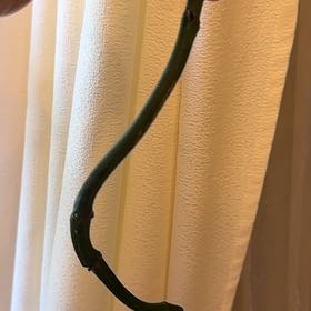 Photo of the plant species Dragon Tail Plant by @nicholleeeyo named Gregarious on Greg, the plant care app