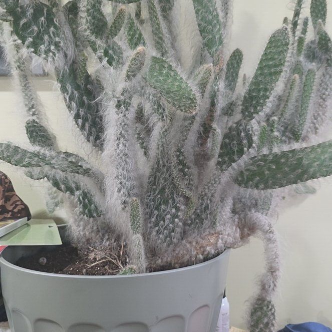 Photo of the plant species Cane Cactus by @LightGray25 named Big Chungus on Greg, the plant care app