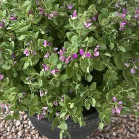 Photo of the plant species Sweet Pea Shrub 'Bibi Pink' by @LightAssamtea61 named Pretty girl on Greg, the plant care app