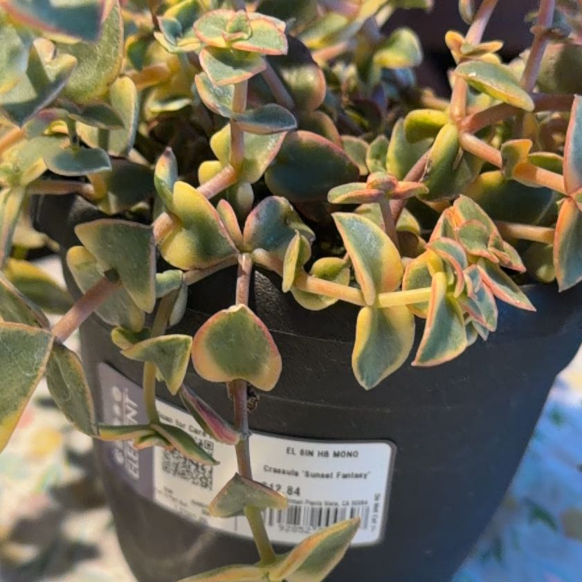 Photo of the plant species Crassula marginalis 'Sunset Fantasy' by @BossViolet24 named Raymond Reddington on Greg, the plant care app