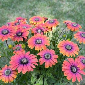 Photo of the plant species African Daisy by @BossViolet24 named Ophelia on Greg, the plant care app