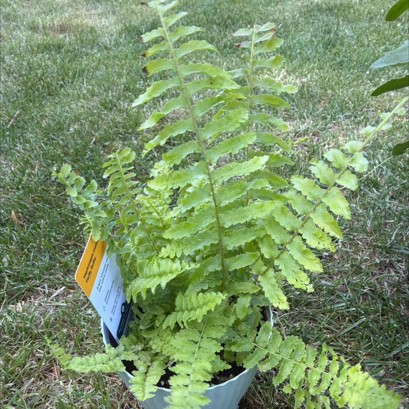 Photo of the plant species fluffy ruffle fern by @BossViolet24 named Fluffy on Greg, the plant care app