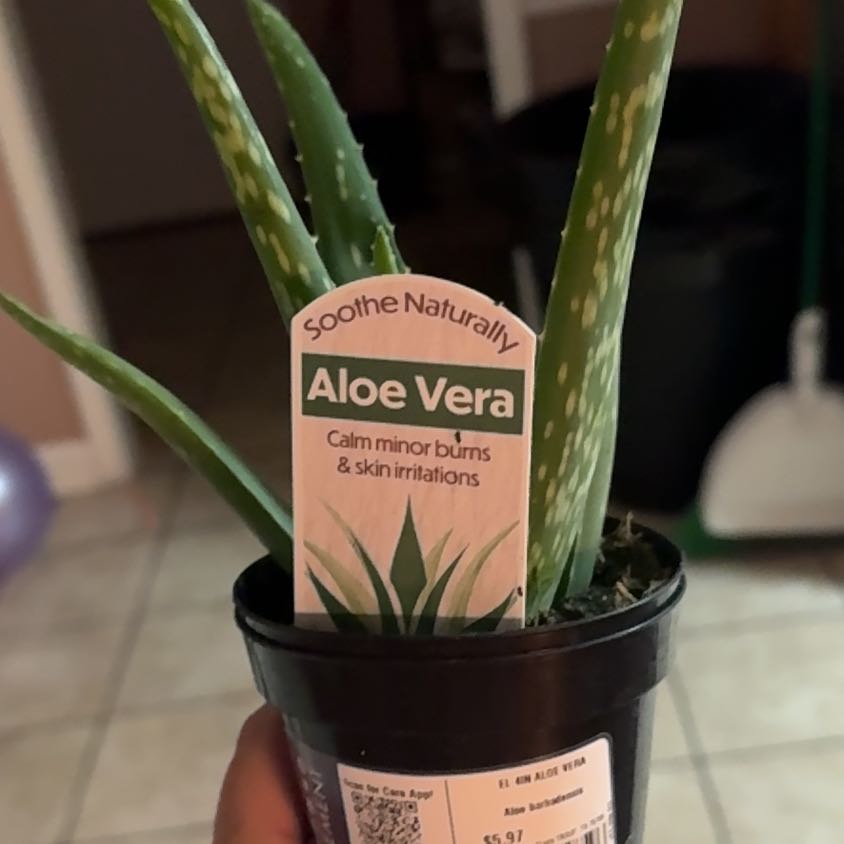 Photo of the plant species Aloe Barbadensis by @KineticRedlog92 named Darwin on Greg, the plant care app
