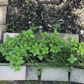 Photo of the plant species Alexanders by @DesirousWeed22 named Ronaldo on Greg, the plant care app