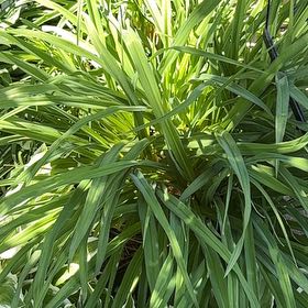Photo of the plant species Big Blue Lilyturf by @DesirousWeed22 named Luna on Greg, the plant care app