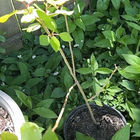 Photo of the plant species Japanese Honeysuckle by @DesirousWeed22 named Marley on Greg, the plant care app