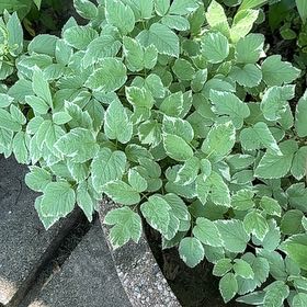 Photo of the plant species Bishop's Goutweed by @DesirousWeed22 named Willow on Greg, the plant care app