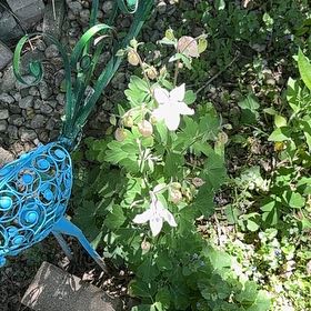Photo of the plant species Colorado Blue Columbine by @DesirousWeed22 named Clooney on Greg, the plant care app