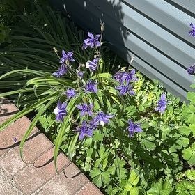 Photo of the plant species Spanish Bluebell by @DesirousWeed22 named Pax on Greg, the plant care app