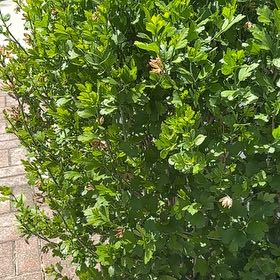 Photo of the plant species Brush Cherry by @DesirousWeed22 named Dax on Greg, the plant care app
