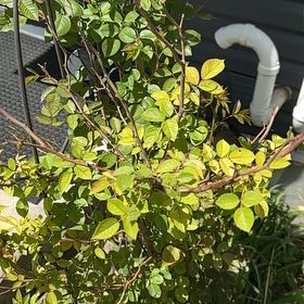 Photo of the plant species Milkflower Cotoneaster by @DesirousWeed22 named Fernie Mac on Greg, the plant care app