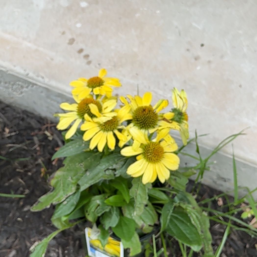 Photo of the plant species Comeflower by @HipCosmo64 named Peter Parker on Greg, the plant care app