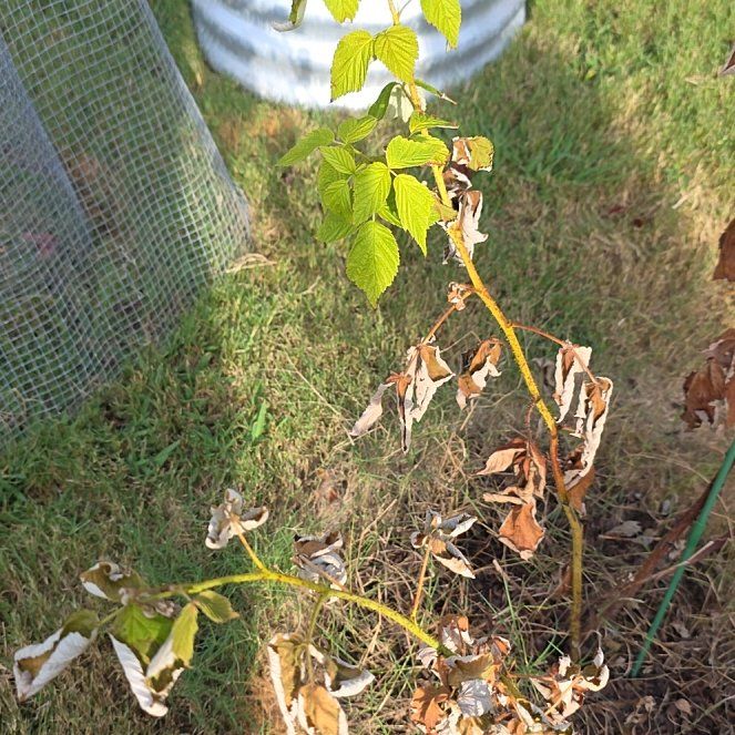Photo of the plant species European Red Raspberry by @SwellFlaxsilk94 named Doja Cat on Greg, the plant care app