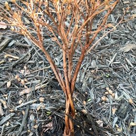Photo of the plant species Azelea by @PerkyTarbush55 named Delilah on Greg, the plant care app