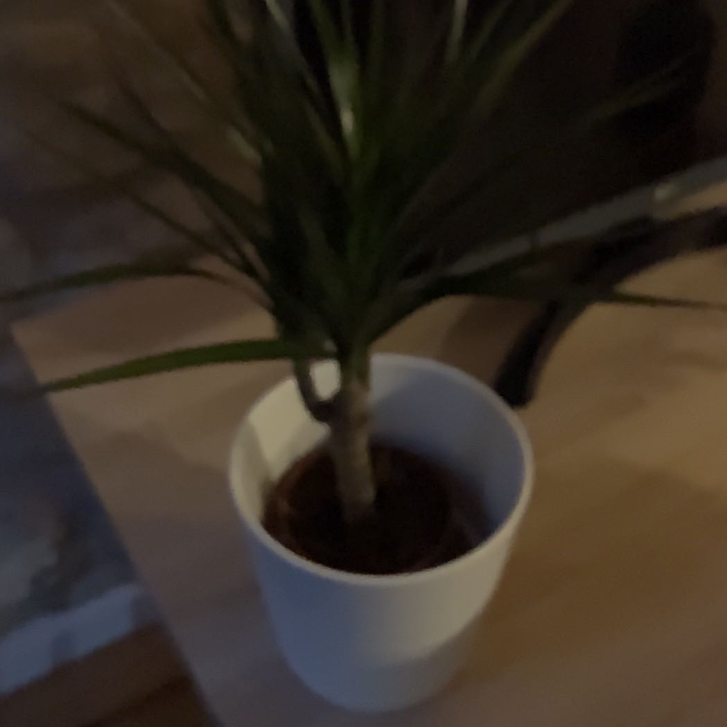 Photo of the plant species Madagascar Dragon Tree by @SightlyChervil named Taylor Swift on Greg, the plant care app
