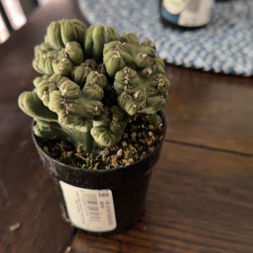 Photo of the plant species Ming Thing Cactus by @ZingCordmoss70 named Sol on Greg, the plant care app