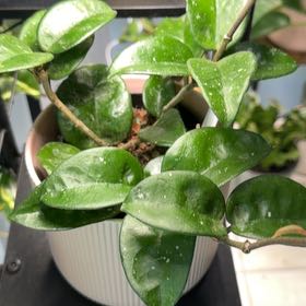 Photo of the plant species Hoya Carnosa Krinkle 8 by @ZingCordmoss70 named Gregarious on Greg, the plant care app
