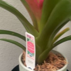 Photo of the plant species Bromeliad by @FormallySedum79 named Cleopatra on Greg, the plant care app