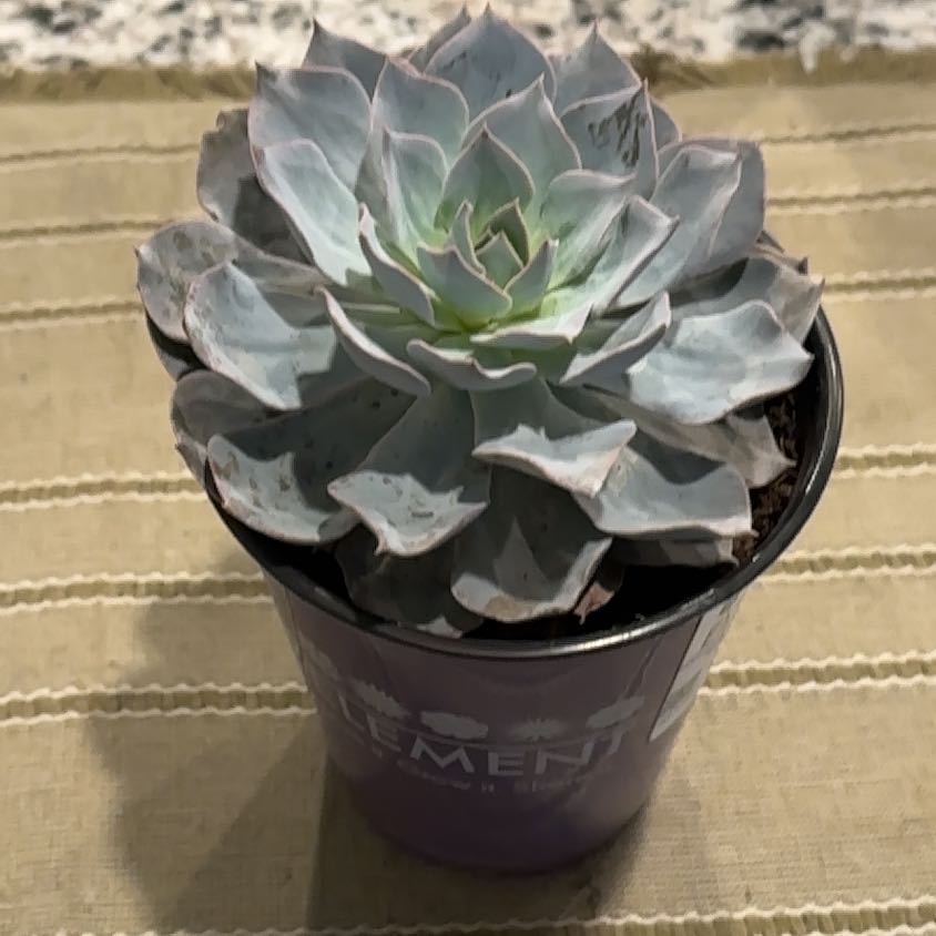 Photo of the plant species Echeveria Bradburyana by @GrownEmerald74 named Keanu Leaves on Greg, the plant care app