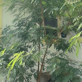 Photo of the plant species Albizia Julibrissin by @ValidCactus67 named Silk tree on Greg, the plant care app