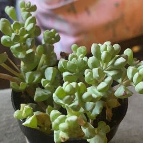 Photo of the plant species Lampranthus Deltoides by @GrowingJubaea18 named Xena on Greg, the plant care app