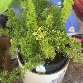 Photo of the plant species Myers Asparagus Fern by @PurePandan68 named Osmo on Greg, the plant care app