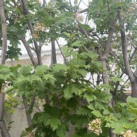 Photo of the plant species Oakleaf Hydrangea by @PurePandan68 named Gaga on Greg, the plant care app