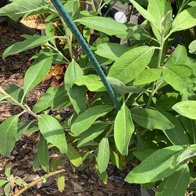 Photo of the plant species Sweetbay Magnolia by @LucidSandleek70 named Aria on Greg, the plant care app